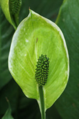 Fototapeta premium Sauromatum giganteum in garden