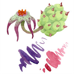 Duvalia flower isolated. Watercolor background illustration set. Aquarelle hand drawn succulent....