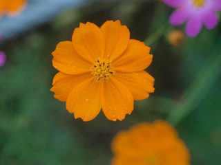 オレンジのコスモス