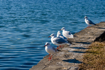 Seagull on the lake.