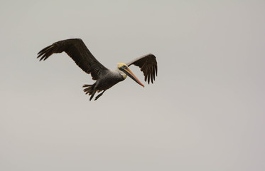 The Brown Pelican (Pelecanus occidentalis)