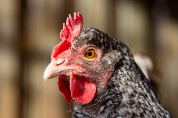 Close-up portrait of a hen with pale pink bill, red comb and black and white patterned feathers.