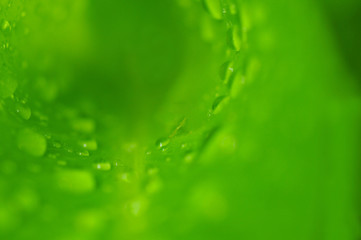 Macro shot of the inside og a green leaf with rain drops