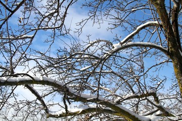 Snow branch
