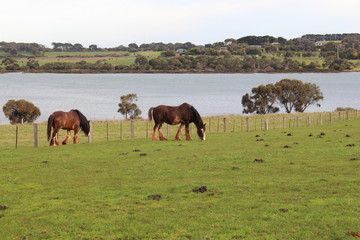 horses grazing in a meadow on Philippe island, Australia