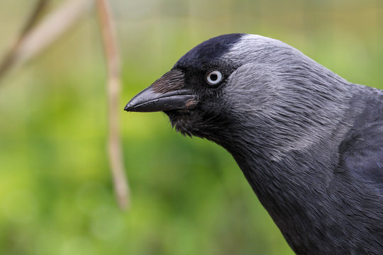 Close up portrait of a jackdaw with pale blue eye and a blurred green background.
