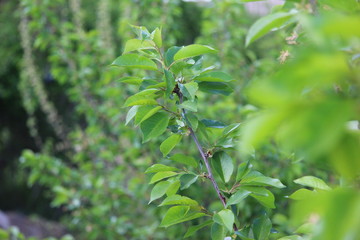 green leaves of a tree