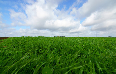 landscape with green grass field and blue sky