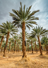 Fototapeta na wymiar Plantation of date palms. Image depicts advanced tropical and desert agriculture in the Middle East