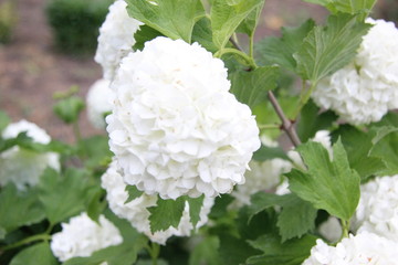 Obraz na płótnie Canvas white flowers in garden