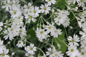 white flowers in garden
