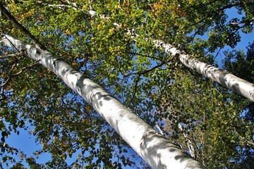 Birch Trees