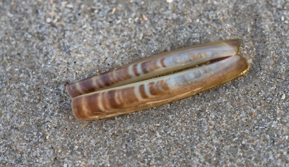 Scheidenmuschel am Strand
