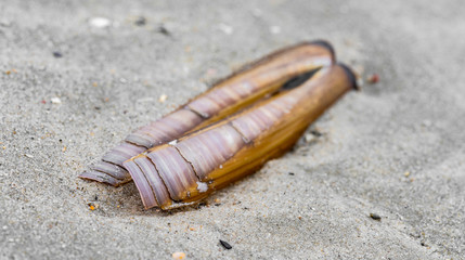 Scheidenmuschel am Strand