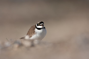 Charadrius dubius on a sandy beach