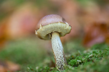 Mushroom