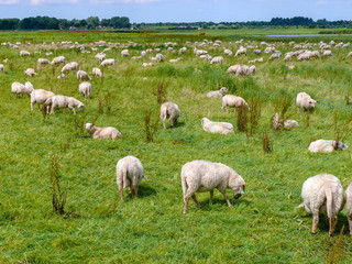 Flock of sheep grazing on a meadow in flat Dutch landscape with trees on the horizon and a blue sky.