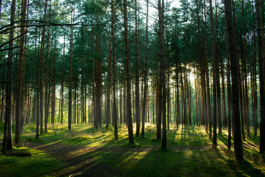 Fototapeta Las w promieniach słońca