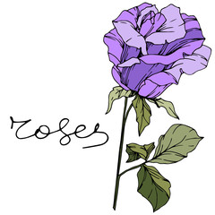 Vector Rose. Floral botanical flower. Pink color engraved ink art. Isolated rose illustration element.