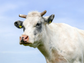 Portrait of a creamy white cow with half cut-off horns and greyish 'eye-shades', a pink nose with dark dots, and a pale blue sky. 