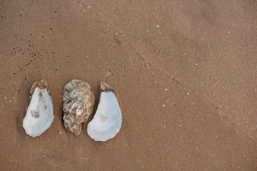Oyster shells on the surf line with sand on the sea beach, as a concept of summer holidays, sea resort, spa.