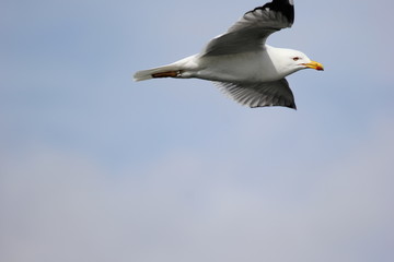 fotografias de aves varias 