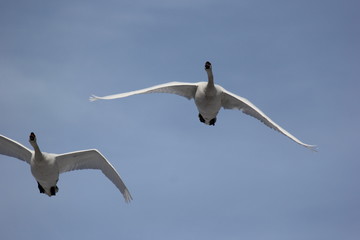 fotografias de aves varias 