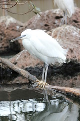 fotografias de aves varias 