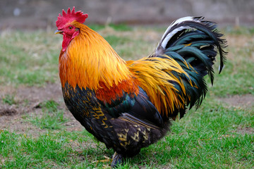 Brightly coloured cockerel