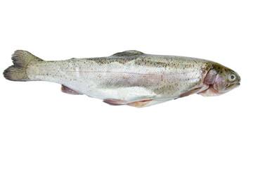 fresh fish isolated on white background (trout)