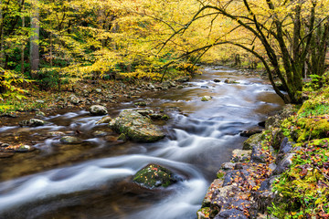 Smoky Mountain Stream in Autumn Colors