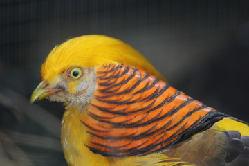 fotografias de aves varias 