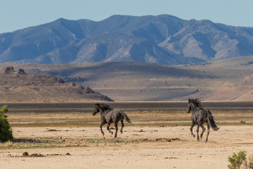 Wild Horses in the Desert in Summer