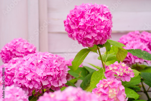 The Joy Of Garden Blossoming Flowers In Summer Pink The Joy Of Garden Blossoming Flowers In Summer Pink Hydrangea Full