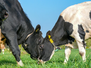 Black pied bull and cow making love, bull trying to gain the love of a cow by playful rubbing heads.