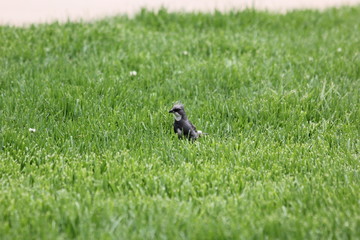 fotografias de aves varias 