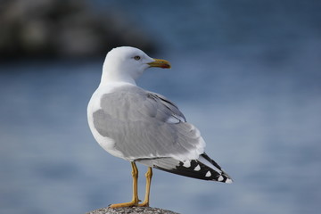 fotografias de aves varias 