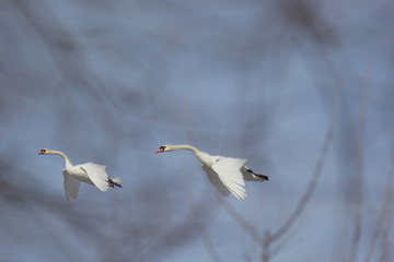 fotografias de aves varias 