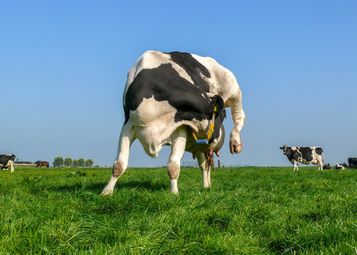 Cow with itching, flexible licking her udder under raised hind leg in a green meadow under a blue sky.