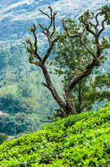 Tropische Landschaft in Indien