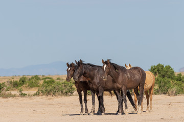 Fototapeta premium Wild Horses in the Desert in Summer
