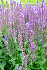 .Violet sage (Salvia nemorosa L.), Ostfriesland grade. The blossoming plants