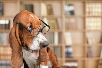 Math dog crazy glasses academic animal blackboard