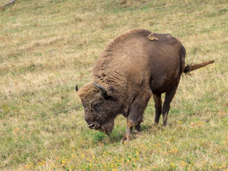Bison d'Europe (Bison bonasus) en Forêt-Noire en Allemagne