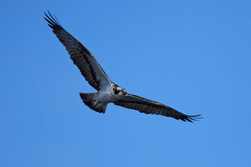 Osprey (Pandion haliaetus)