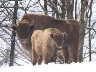 Bison d'Europe femelle (Bison bonasus)et son petit dans la neige en Forêt-Noire en Allemagne
