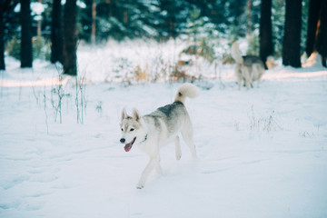 Dog breed husky, like a wolf in the winter snow-covered forest.