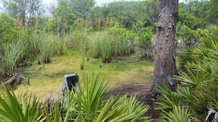 Florida Marsh