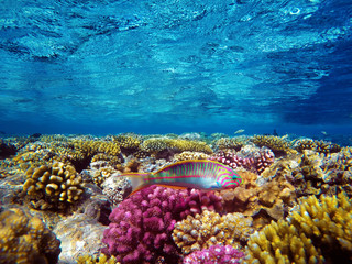 colorful coral reef and bright fish