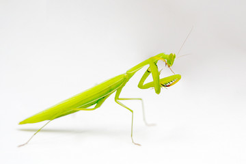 Mantis isolated on a white background. Green mantis on white background.